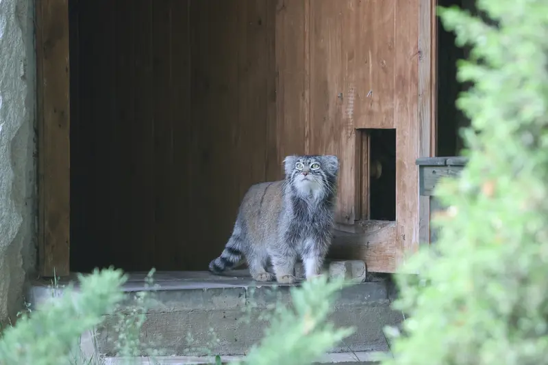 モスクワ動物園のティモフェイの写真
