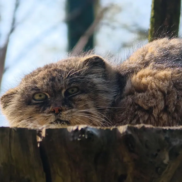 ウッチ動物園のパッツォの写真