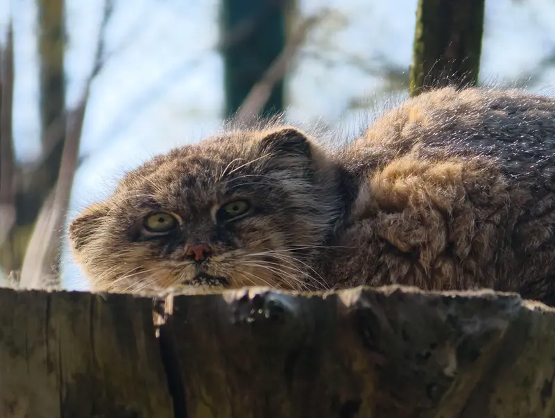 ウッチ動物園のパッツォの写真