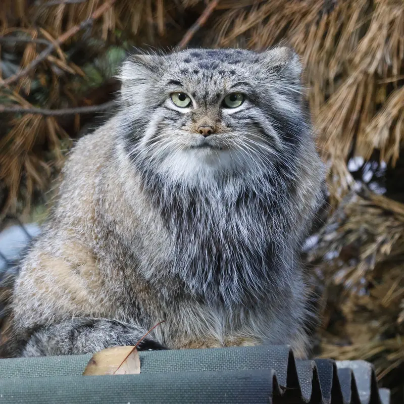 ノヴォシビルスク動物園のスネジンカの写真