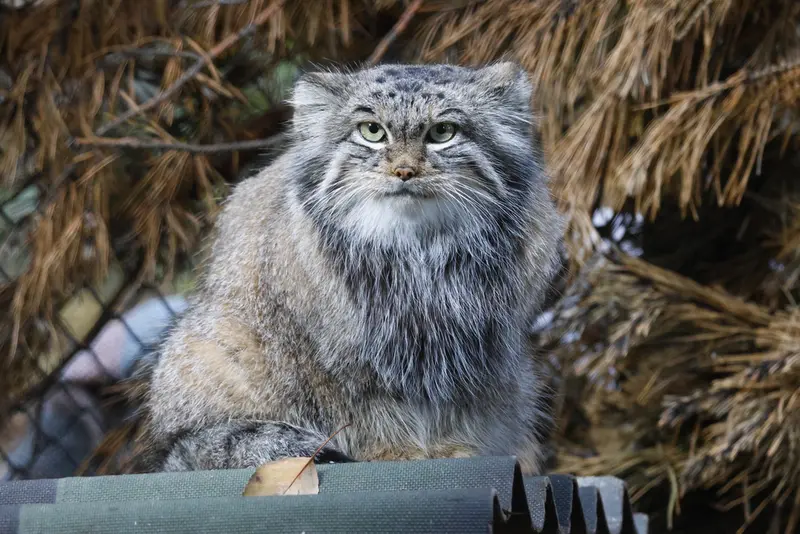 ノヴォシビルスク動物園のスネジンカの写真