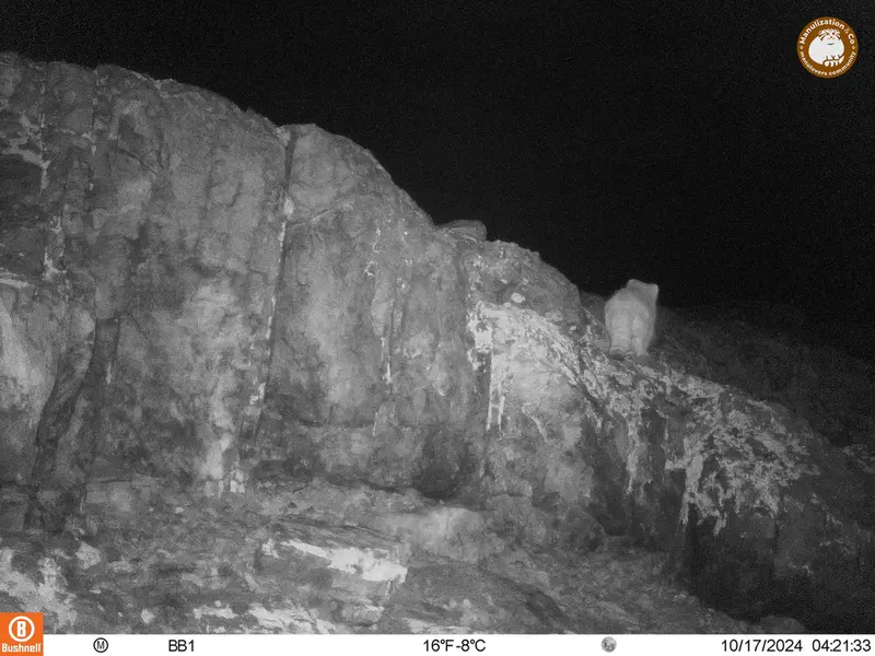 アクタス＝クンコラ［新］カメラトラップで撮影したOtocolobus manul manulの写真