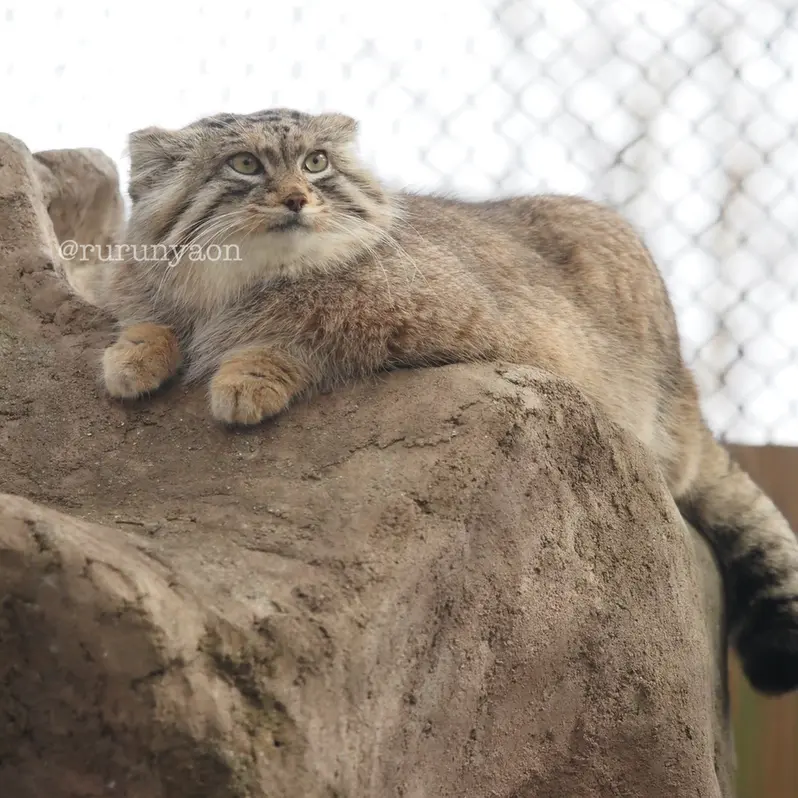 埼玉県こども動物自然公園のオリーヴァの写真