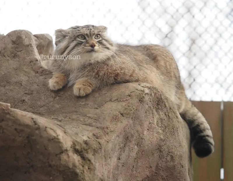 埼玉県こども動物自然公園のオリーヴァの写真