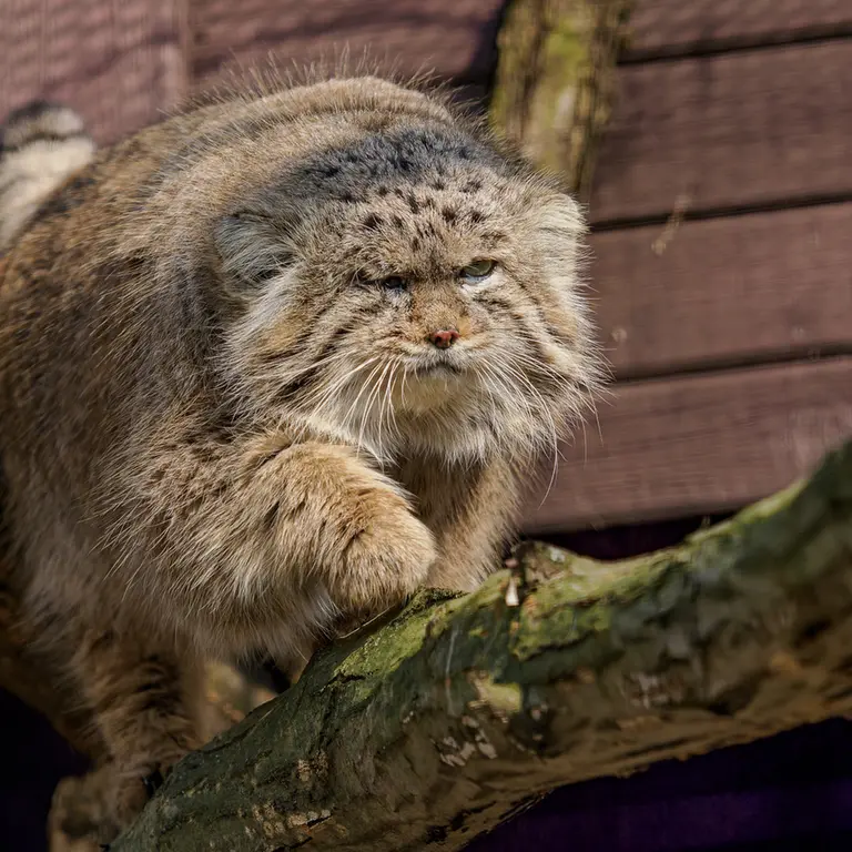 ブルノ動物園のムズタウの写真