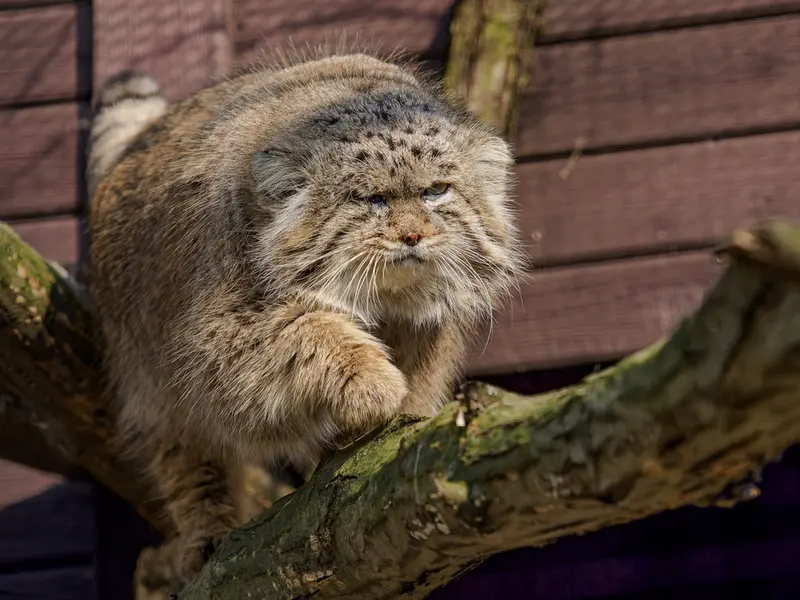 ブルノ動物園のムズタウの写真