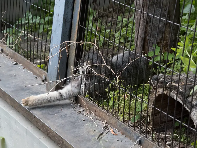 旭山動物園のヒデの写真