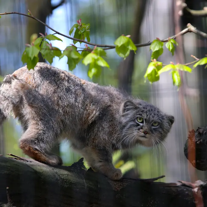 クラクフ動物園のツァスの写真