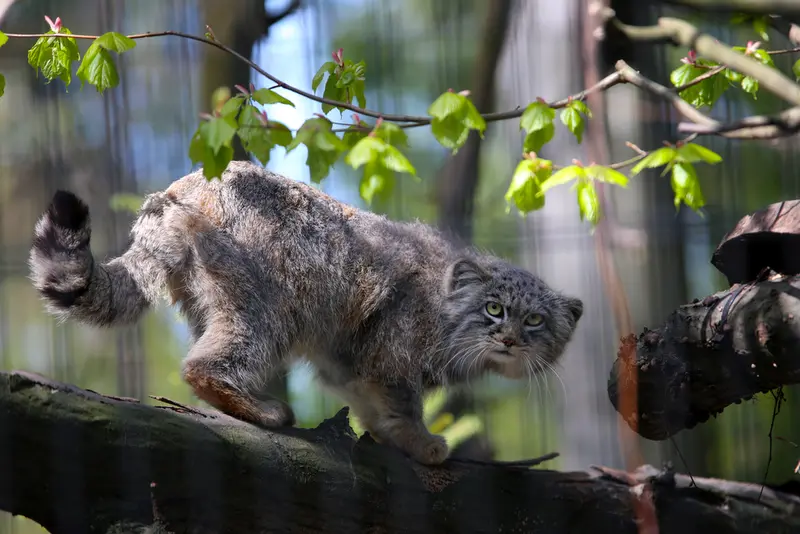 クラクフ動物園のツァスの写真
