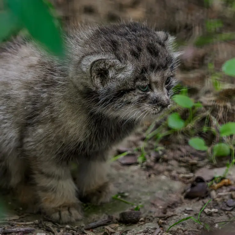 ブルノ動物園のマヌルネコの写真