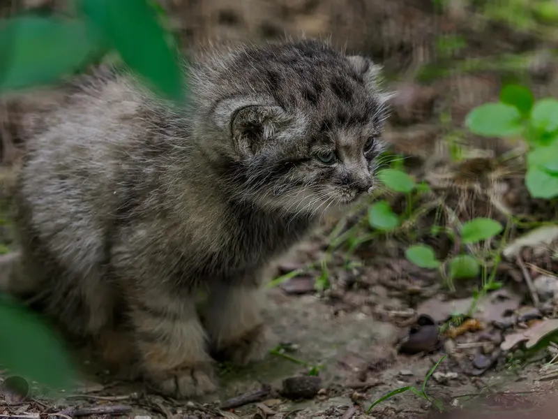 ブルノ動物園のマヌルネコの写真