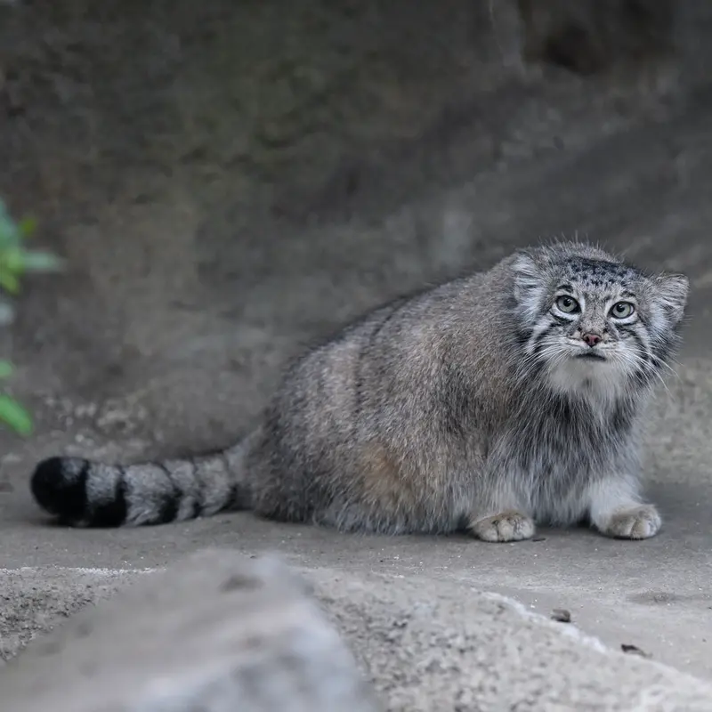 神戸どうぶつ王国のアズの写真