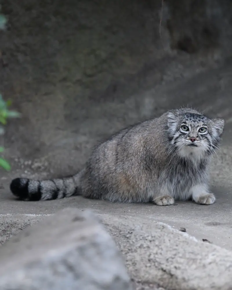 神戸どうぶつ王国のアズの写真