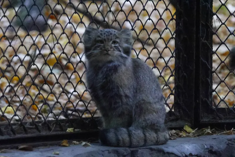 ノヴォシビルスク動物園のスネジャナの娘 b.2026 Ⅱの写真
