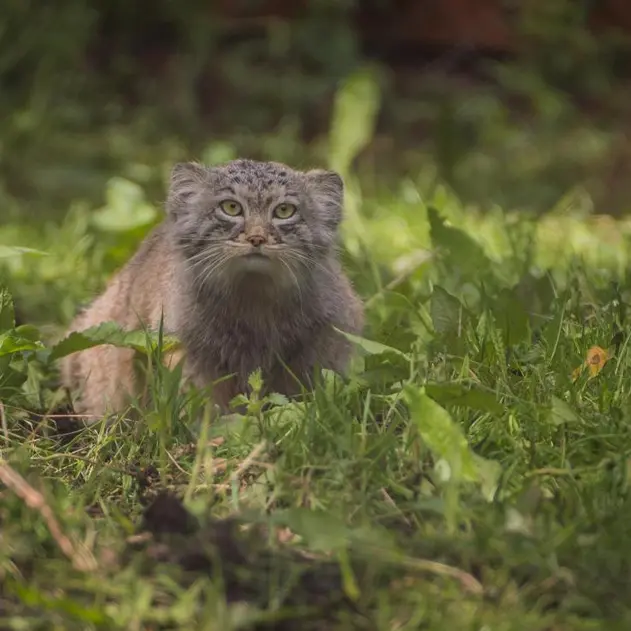 チェスター動物園のマヌルネコの写真