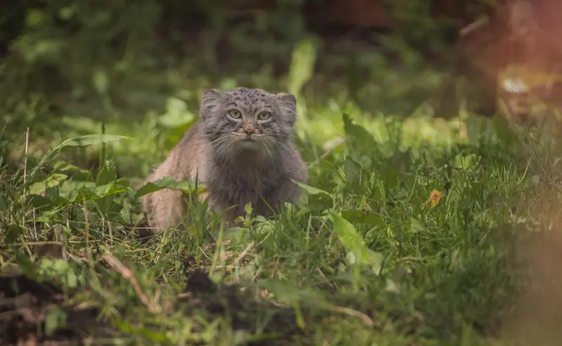 チェスター動物園のマヌルネコの写真