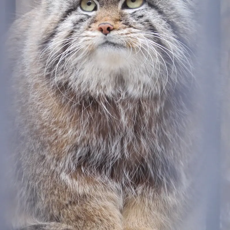 ノヴォシビルスク動物園のシルヴェスターの写真