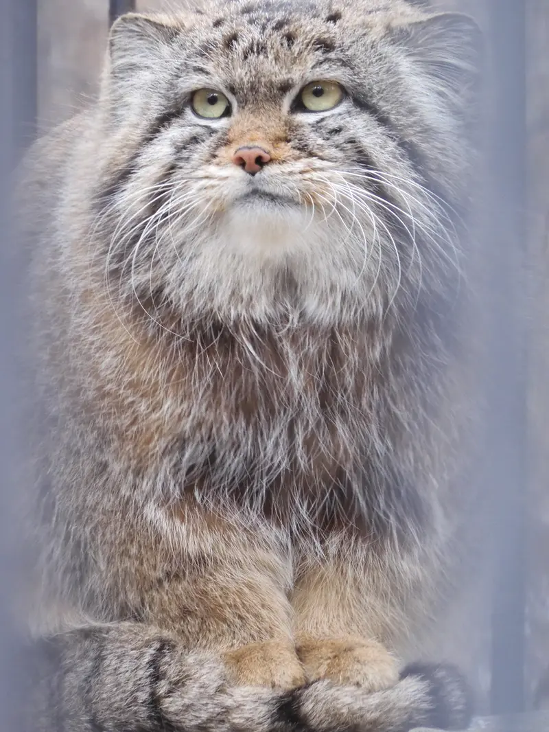 ノヴォシビルスク動物園のシルヴェスターの写真