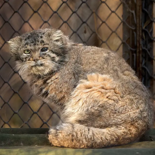 ノヴォシビルスク動物園のカラガンダの写真