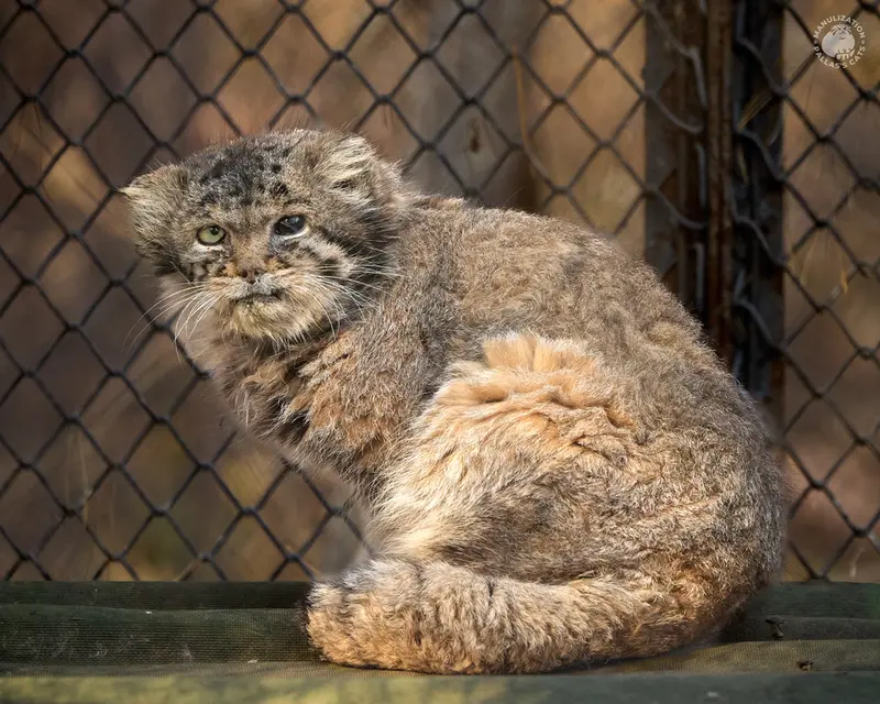 ノヴォシビルスク動物園のカラガンダの写真