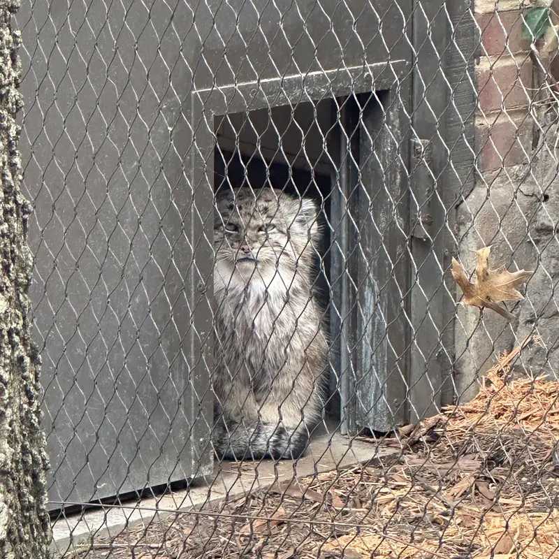 プロスペクト・パーク動物園のバトゥの写真