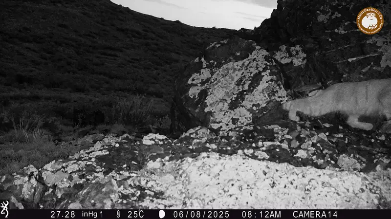 ジランディカメラトラップで撮影したOtocolobus manul manulの写真