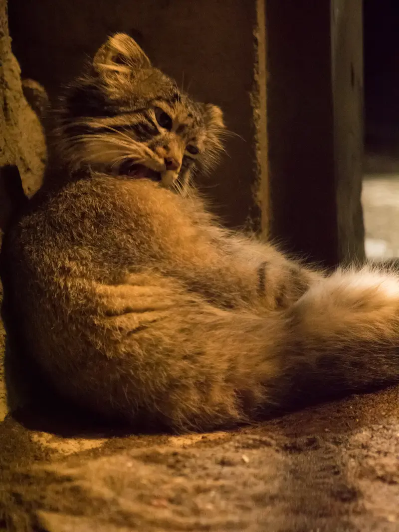 野毛山動物園のフィーガの写真