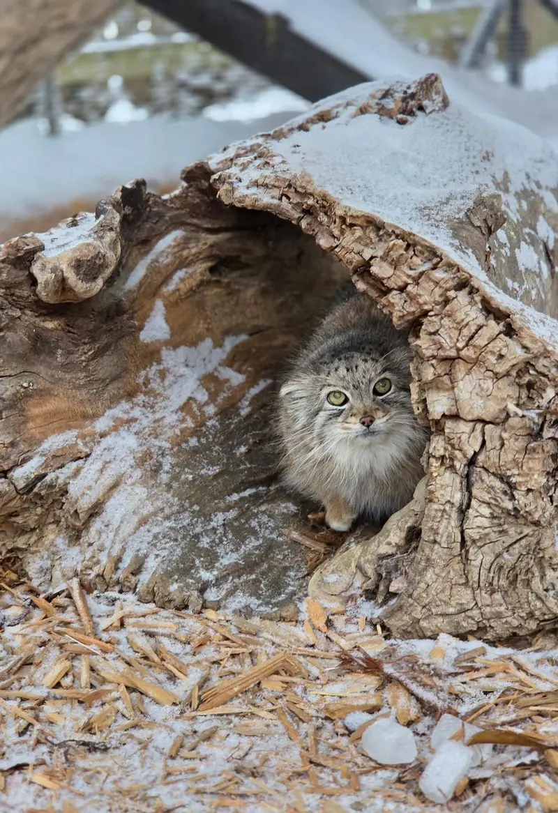 シンシナティ動物園のミンカの写真
