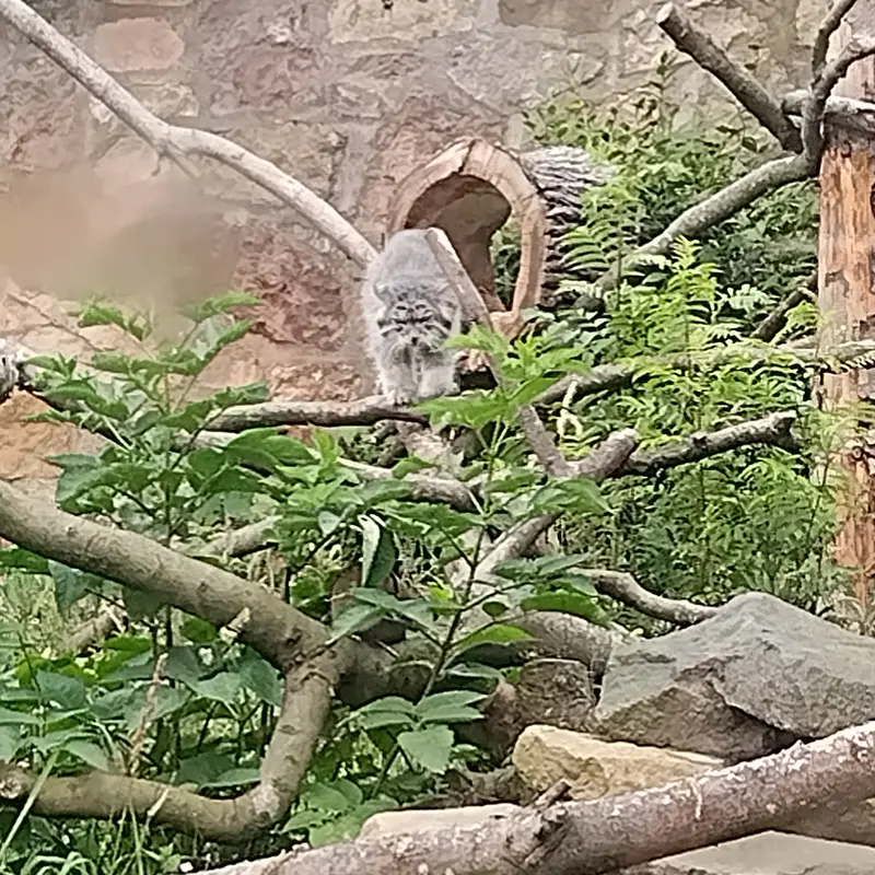 エディンバラ動物園のアキコの写真