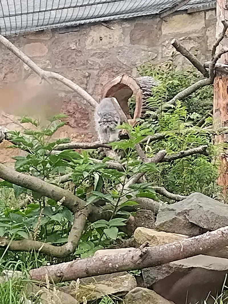 エディンバラ動物園のアキコの写真