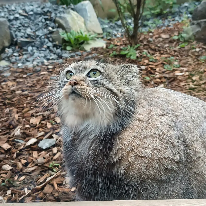 トレゴムール動物園のイフルの写真