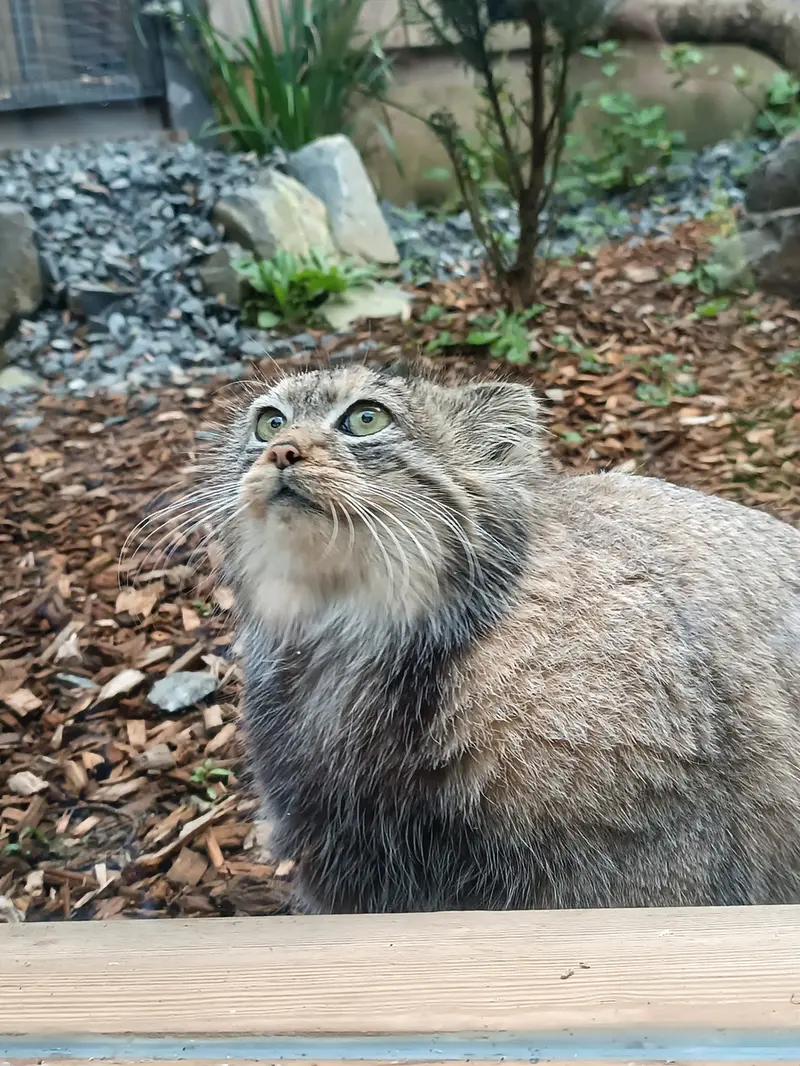 トレゴムール動物園のイフルの写真