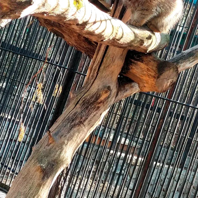 ノヴォシビルスク動物園のマヌルネコの写真