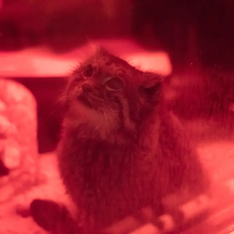 恩賜上野動物園のナイマの写真