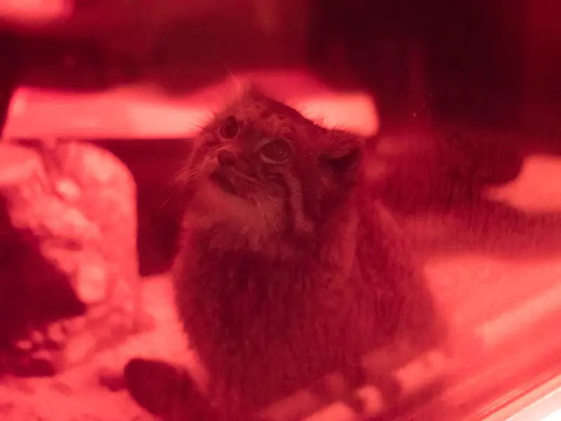 恩賜上野動物園のナイマの写真