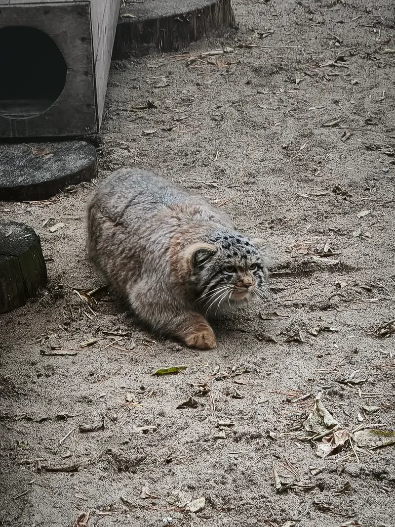 ノヴォシビルスク動物園のスネジャナの息子 b.2026 Ⅰの写真