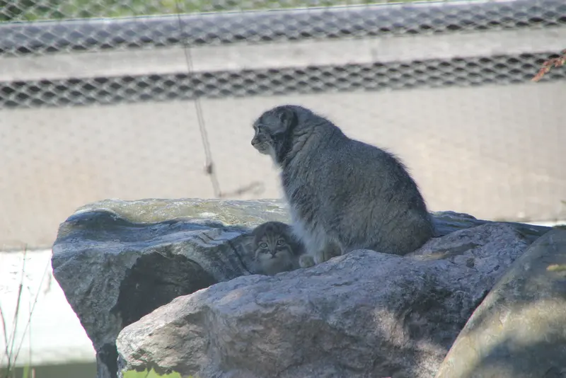 コルケアサーリ動物園のミミとステンの写真
