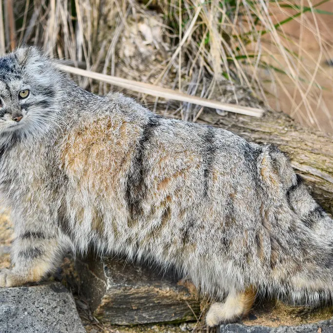 プラハ動物園のプリンセッサの写真