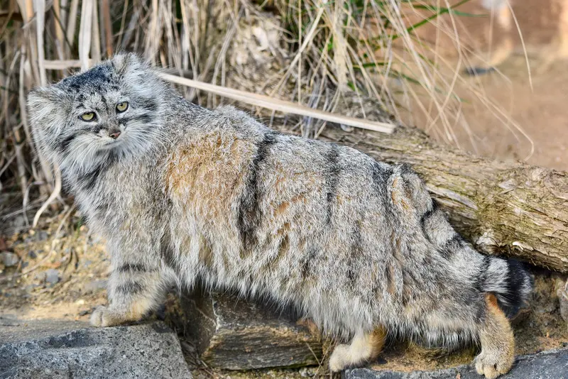 プラハ動物園のプリンセッサの写真