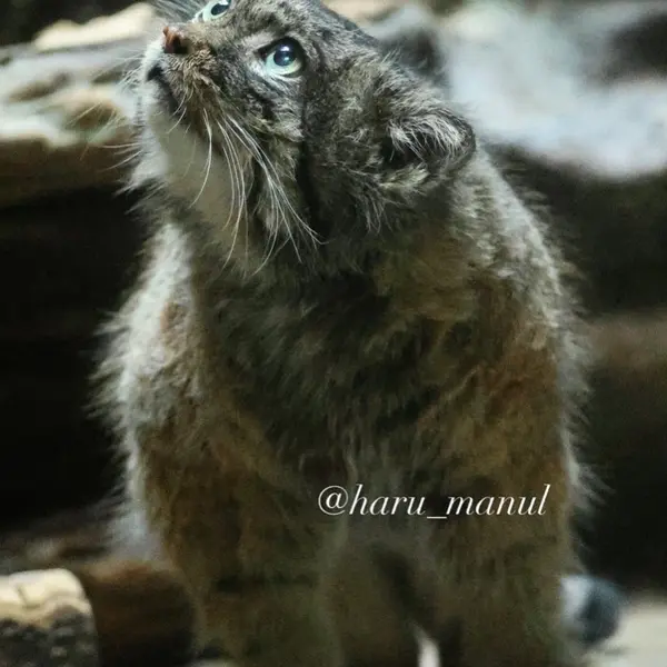 恩賜上野動物園のドローの写真