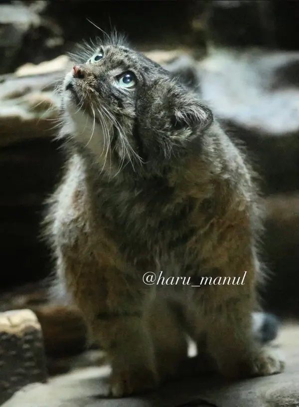 恩賜上野動物園のドローの写真
