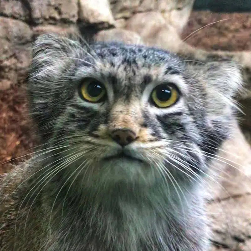 ビンガムトン動物園（ロス・パーク）のマヌルネコのアトラス