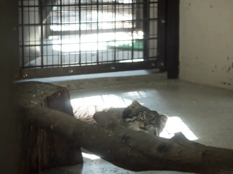野毛山動物園のフィーガの写真