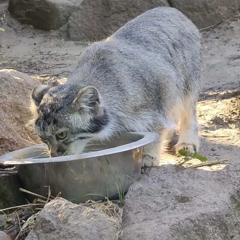 ブダペスト動物園＆植物園のマヌルネコの写真