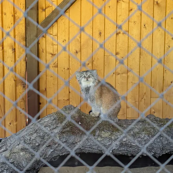 イフラヴァ動物園のルガシャの写真