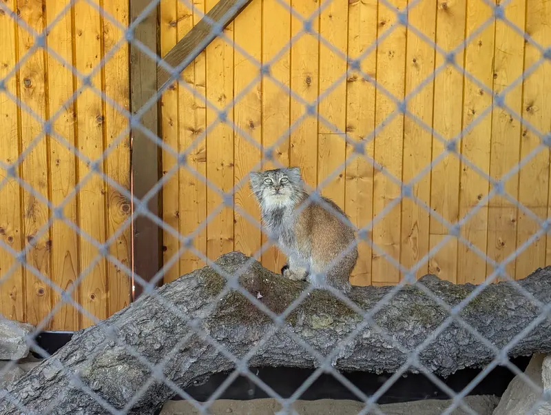 イフラヴァ動物園のルガシャの写真