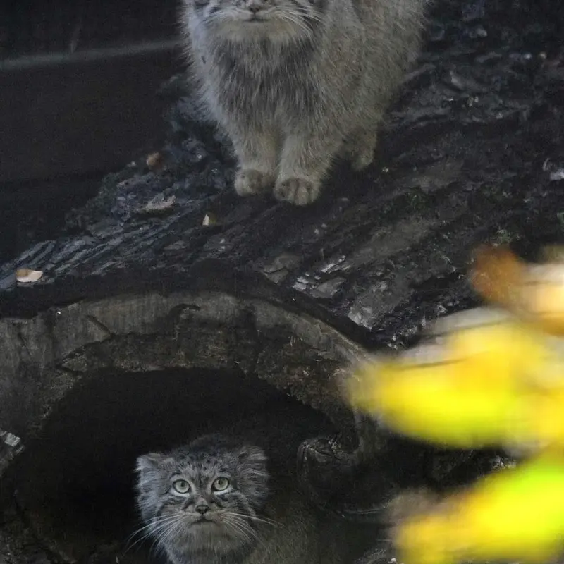 グダニスク動物園のマヌエルとウラの写真
