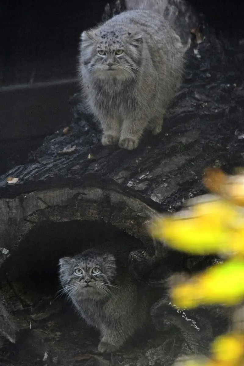グダニスク動物園のマヌエルとウラの写真