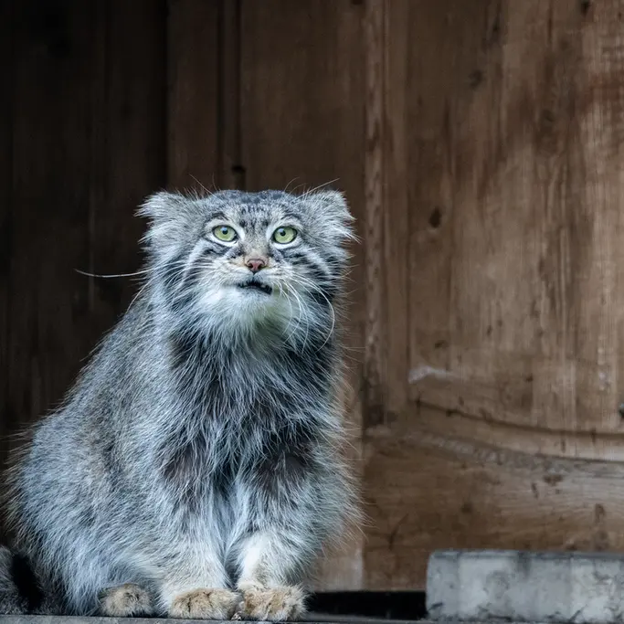 モスクワ動物園のティモフェイの写真