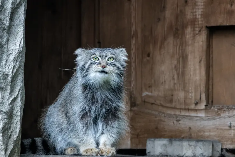 モスクワ動物園のティモフェイの写真